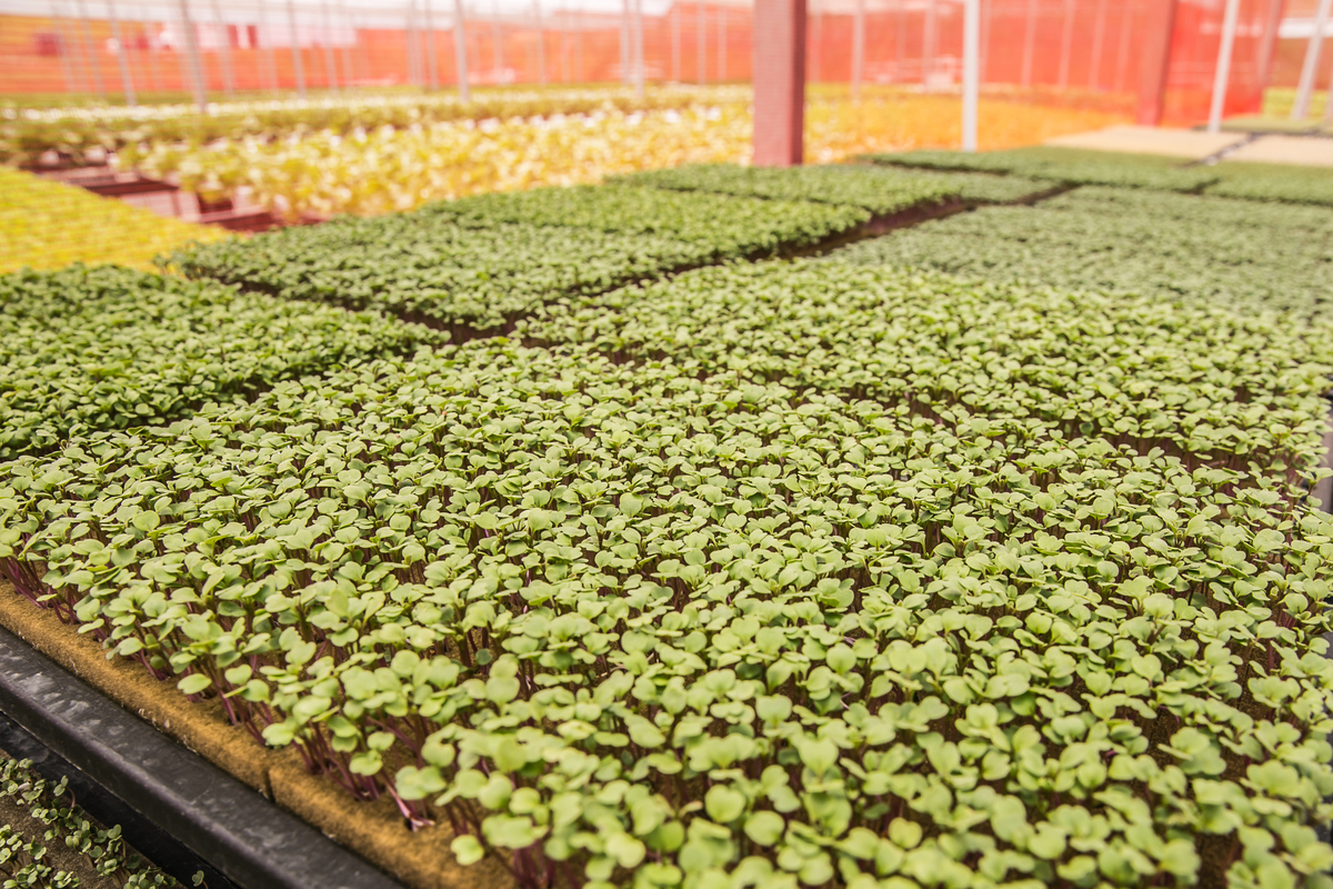 foto-video-fotografia- corporativa-ibiuna-saoroque-verduras