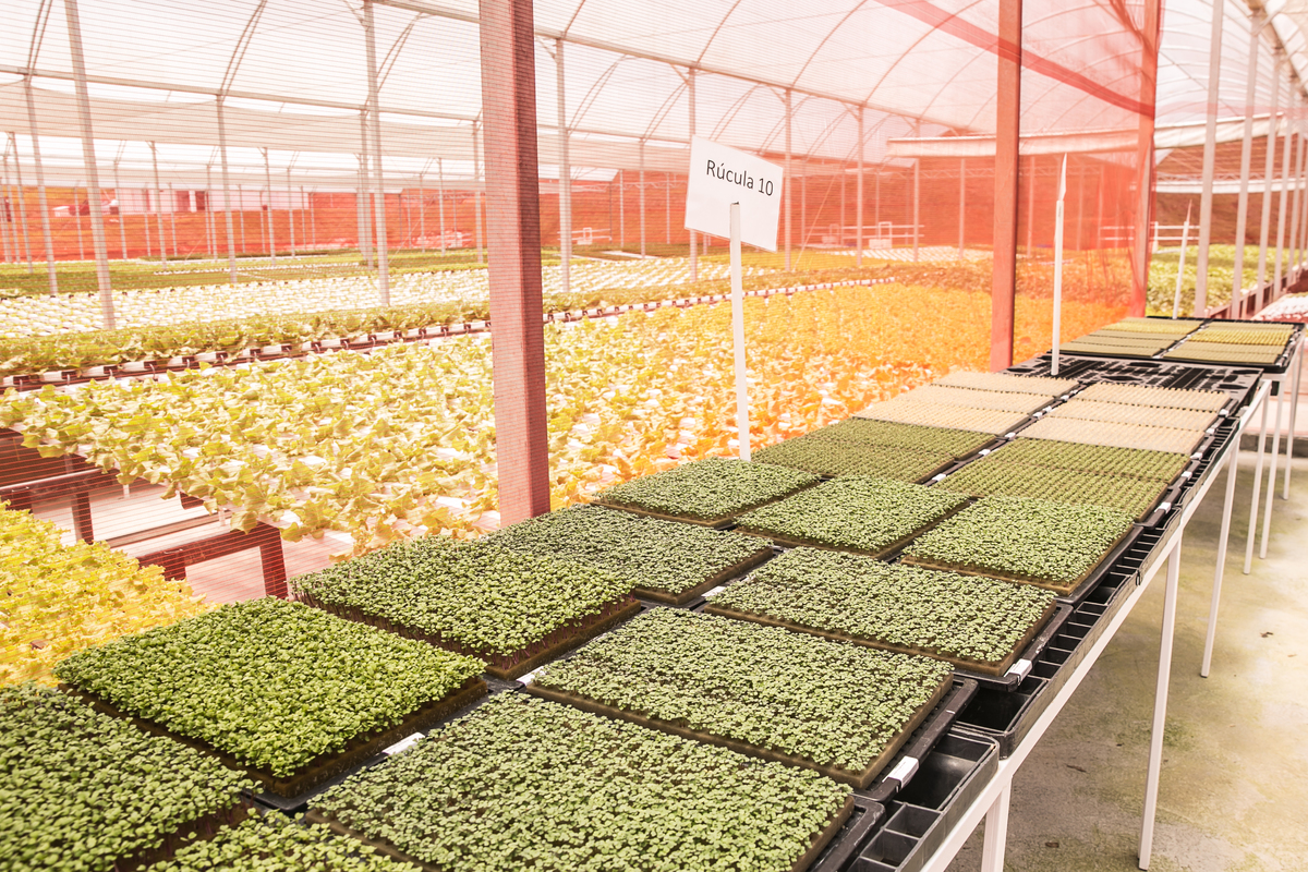 foto-video-fotografia- corporativa-ibiuna-saoroque-verduras