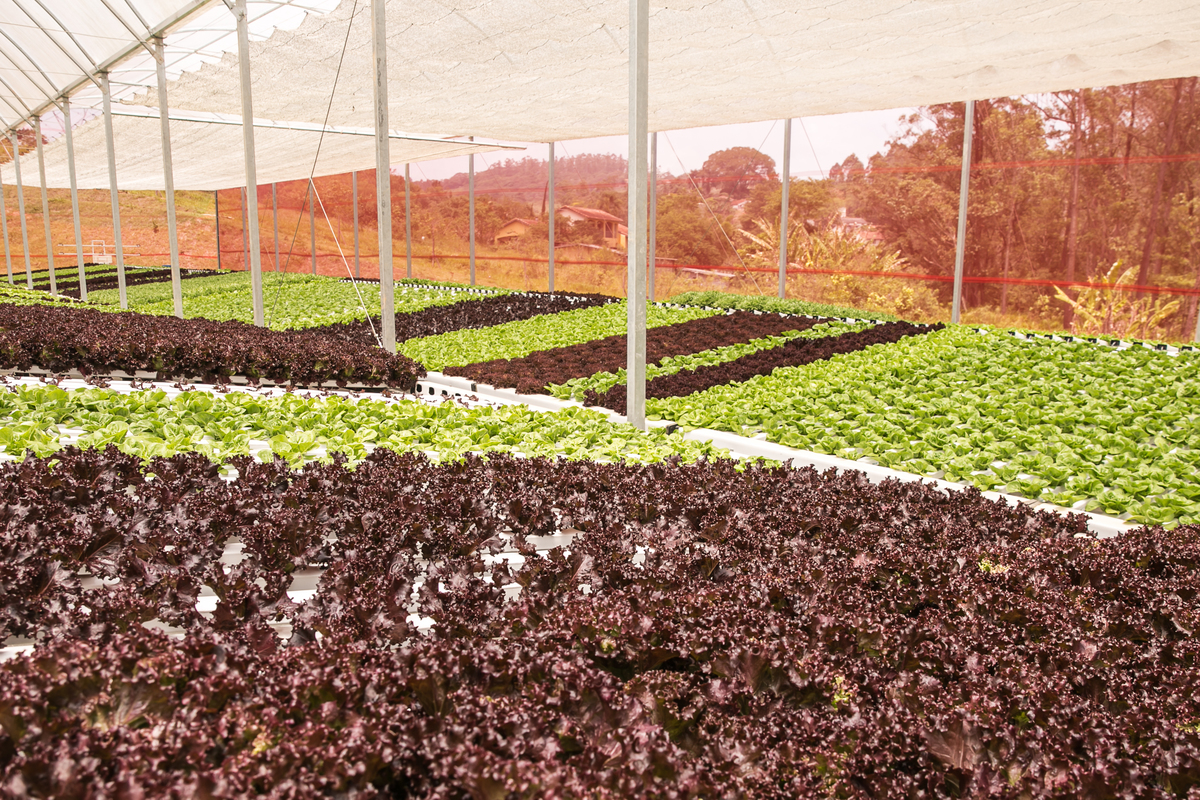 foto-video-fotografia- corporativa-ibiuna-saoroque-verduras