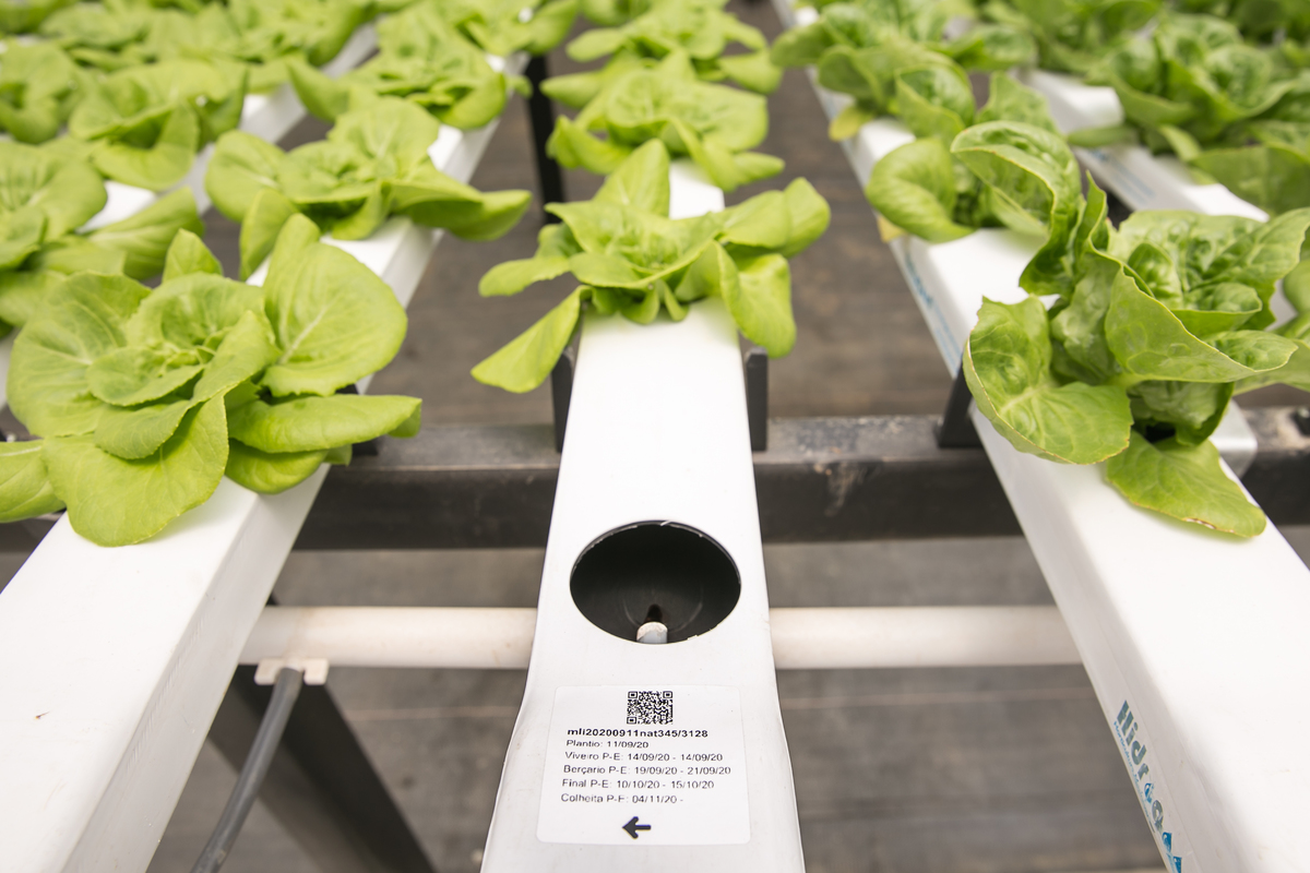 foto-video-fotografia- corporativa-ibiuna-saoroque-verduras