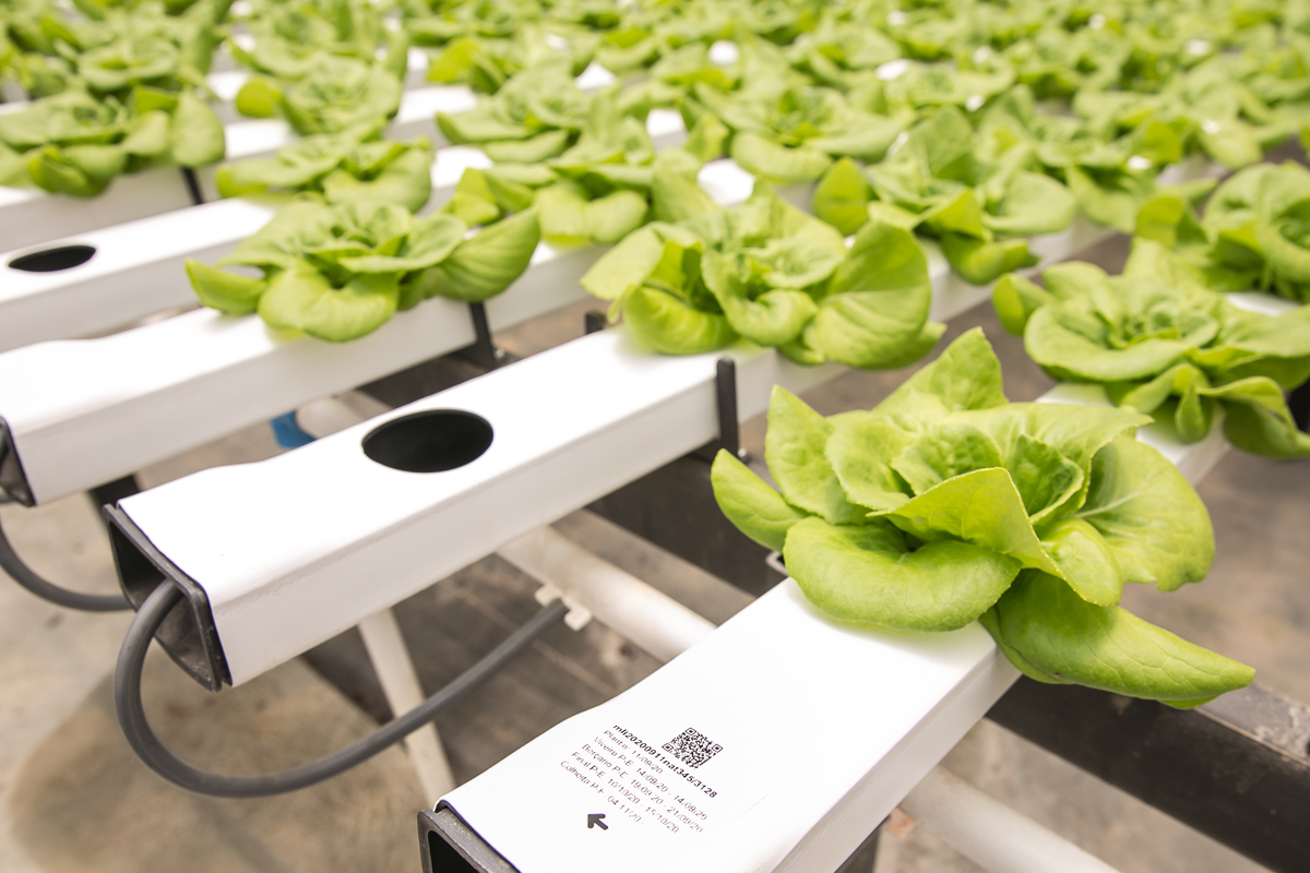 foto-video-fotografia- corporativa-ibiuna-saoroque-verduras