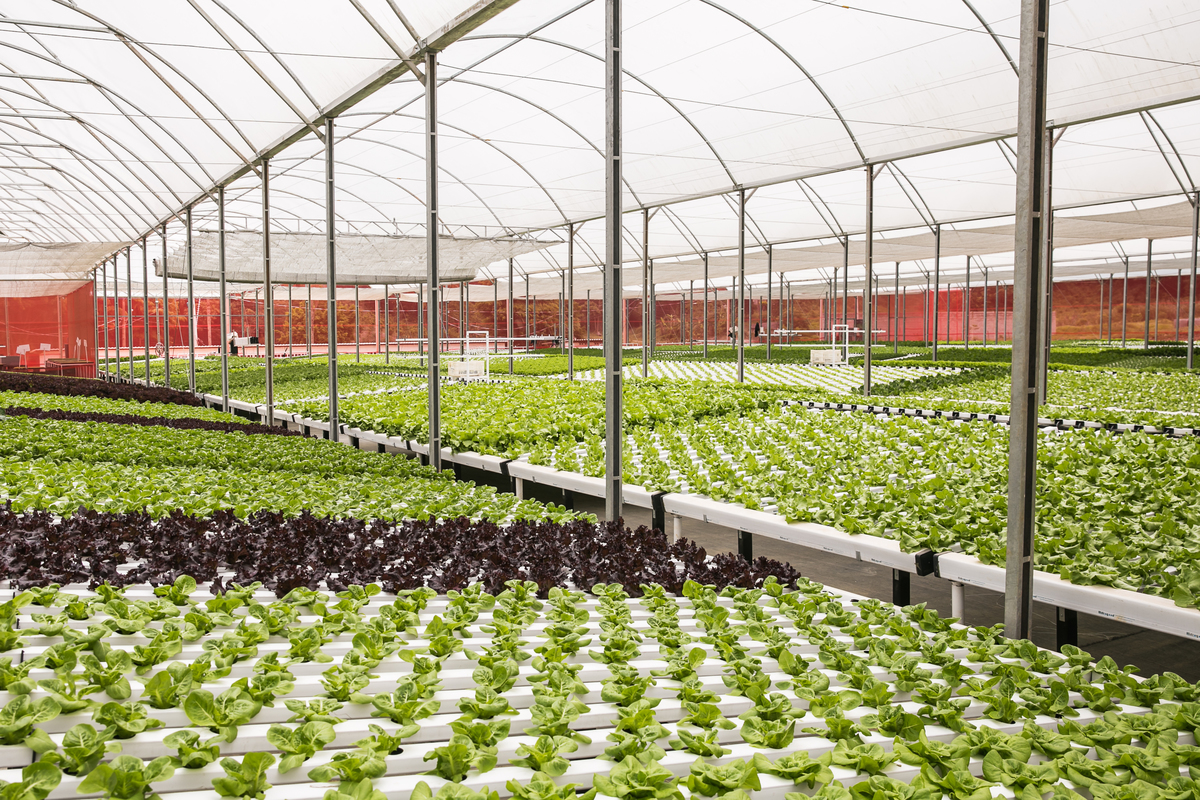 foto-video-fotografia- corporativa-ibiuna-saoroque-verduras