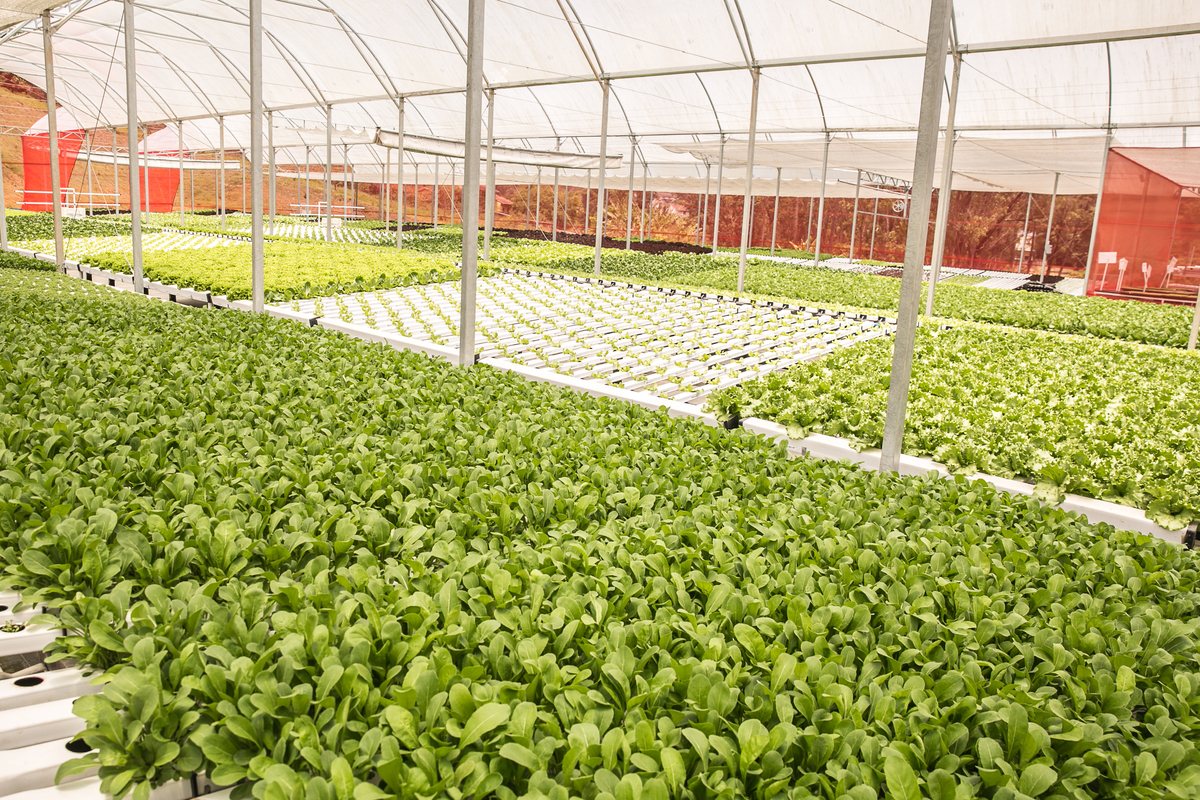 foto-video-fotografia- corporativa-ibiuna-saoroque-verduras