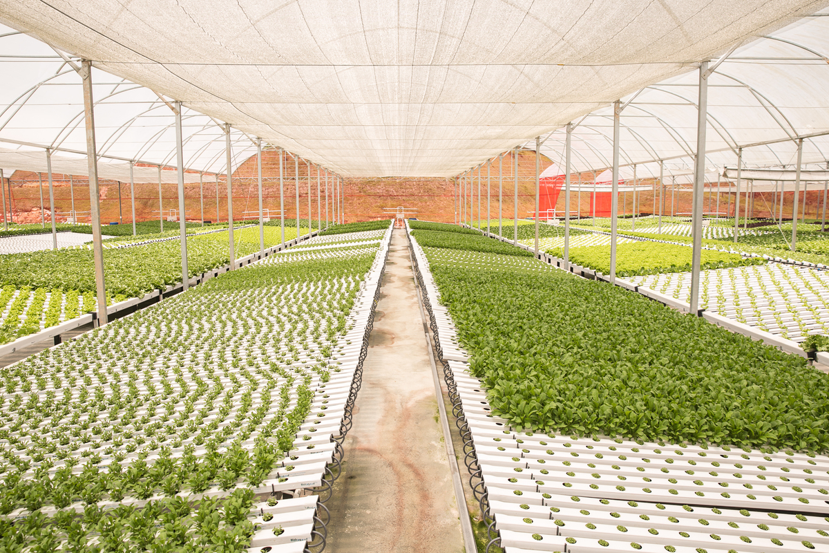 foto-video-fotografia- corporativa-ibiuna-saoroque-verduras