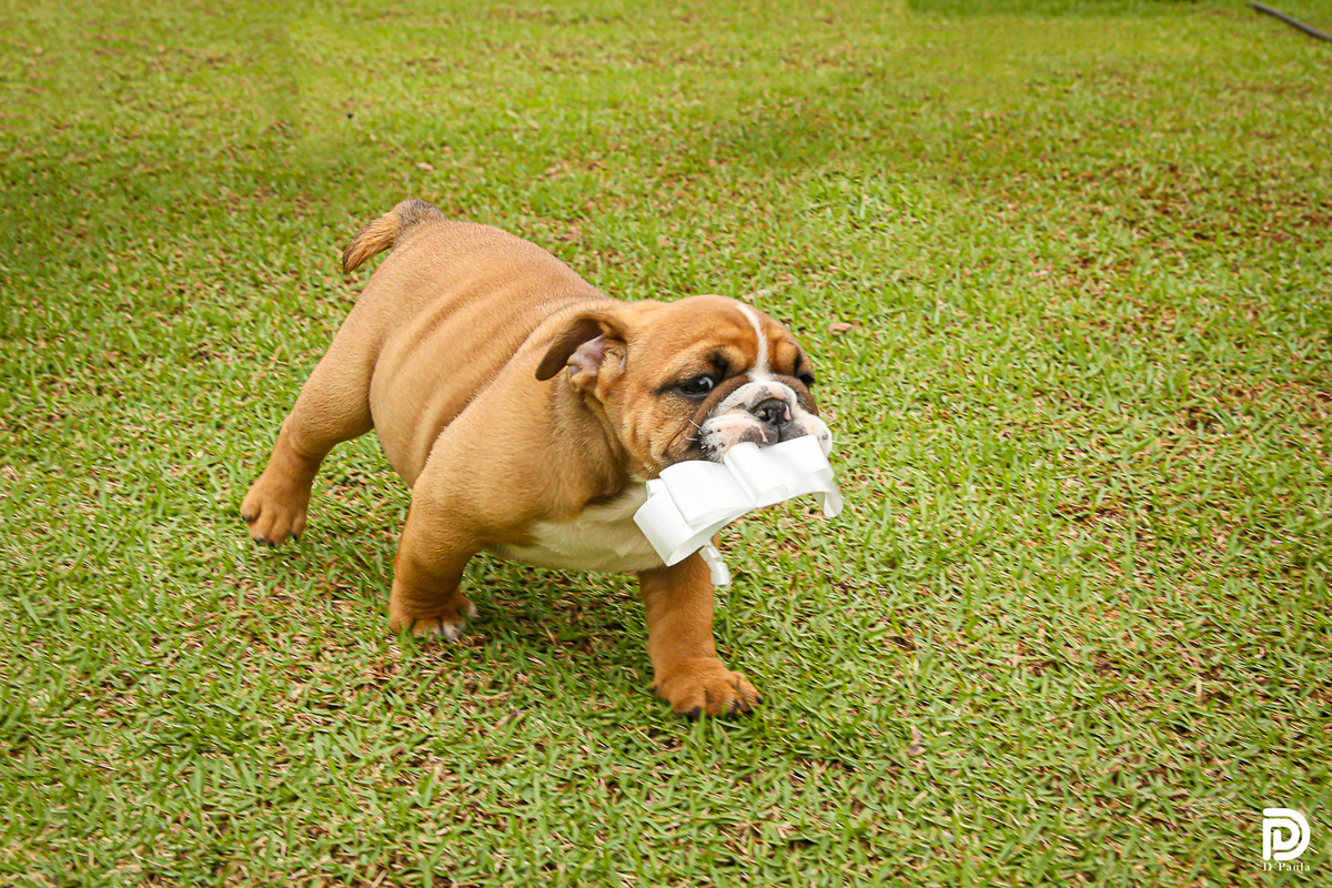 studio-foto-forografia-estudio-book-gestante-acompanhamento-bebe-mesversario-casal-smash-newborn-gestante-ibiuna-aniversario-mashaeourso-cachorro
