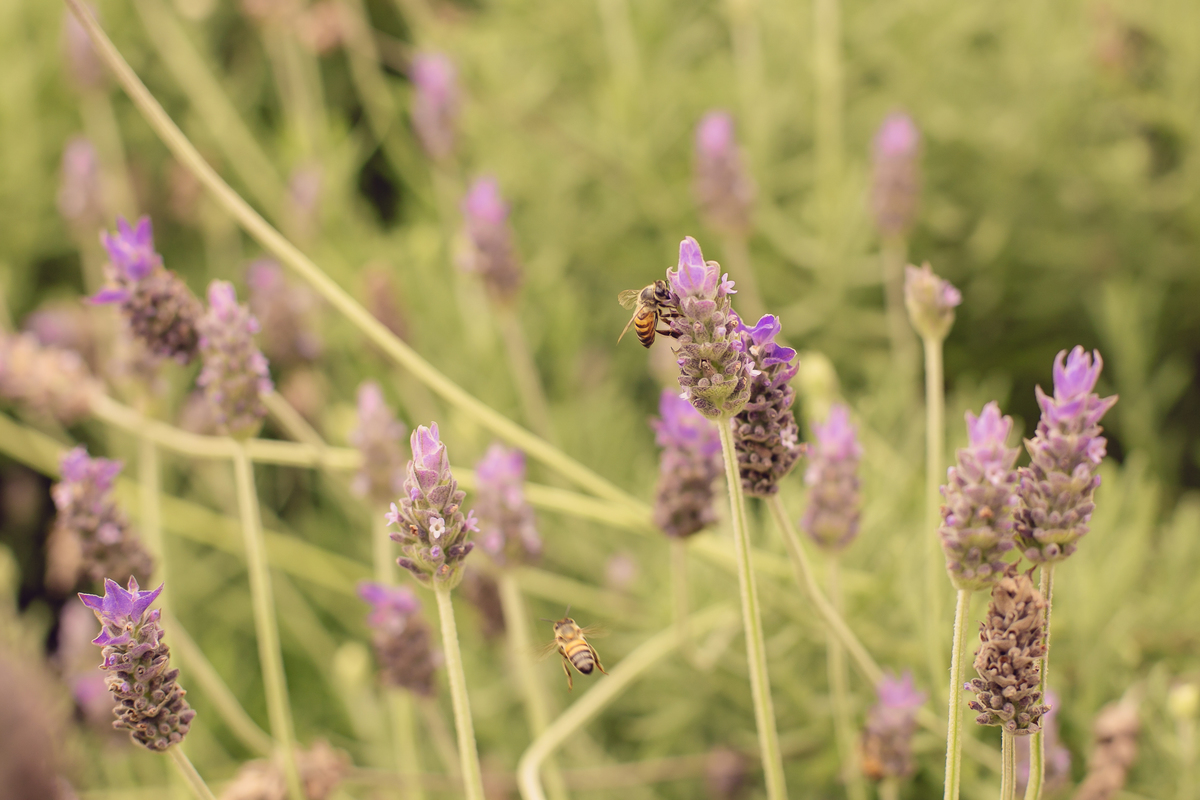 studio-estudio-foto-fotografia-book-gestante-acompanhamento-bebe-mesversario-casal-smash-newborn-ibiuna-aniversario-sao-paulo