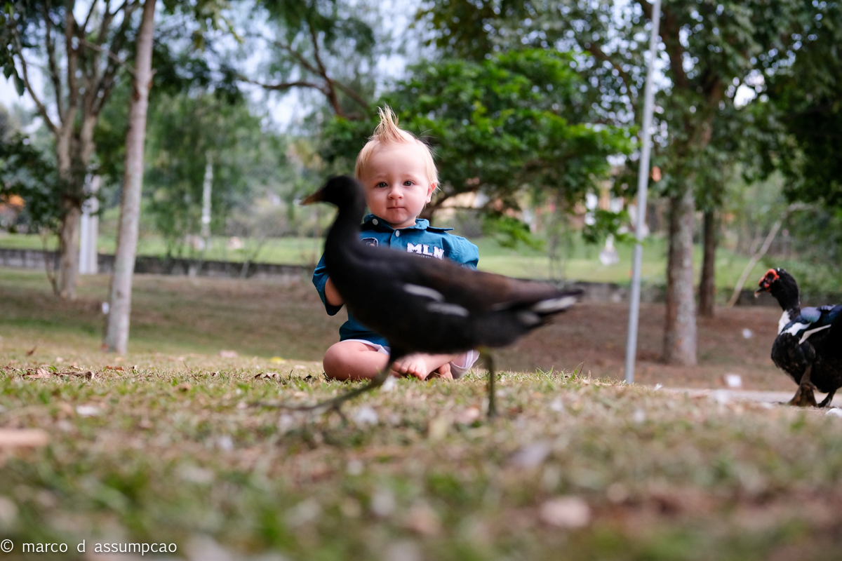 bebe sentado na grama com passaros caminhando entre ele