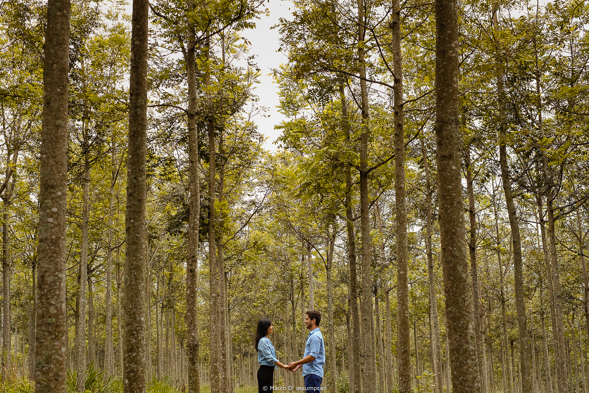 casal no meio de eucaliptos