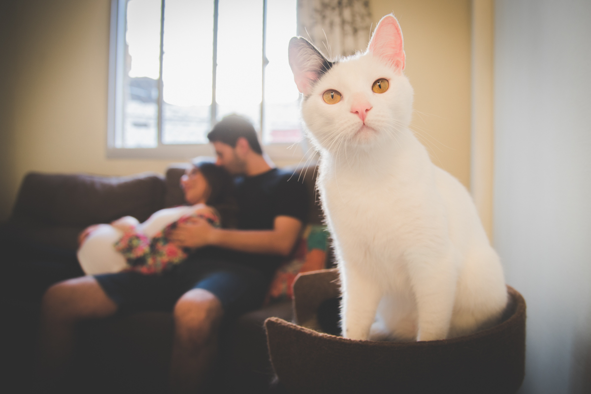 Ensaio gestante em casa com gatos - Juliana Madalosso Fotografia