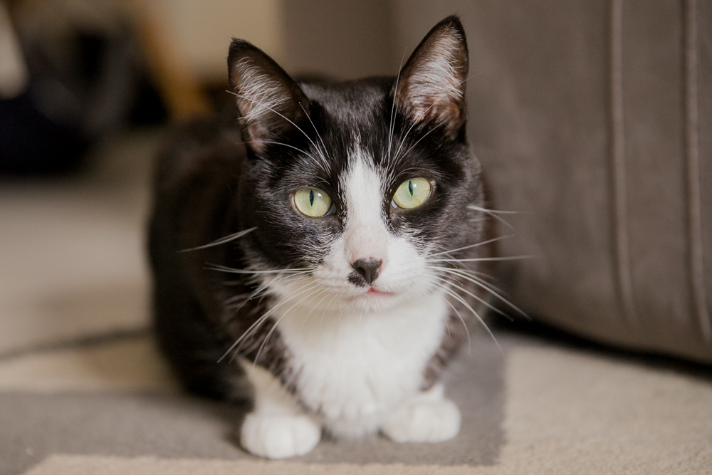 Ensaio gestante em casa com gatinho
