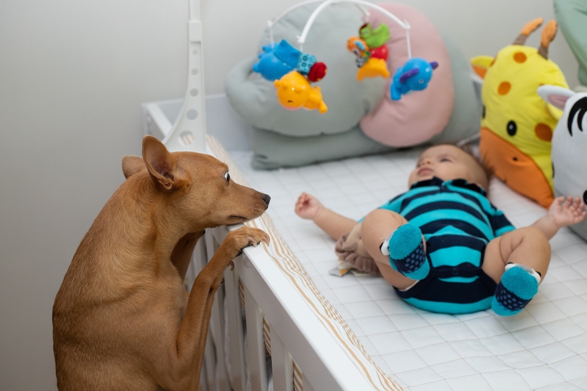Fotografia da cachorrinha olhando o bebê no berço  - Rio de Janeiro - RJ