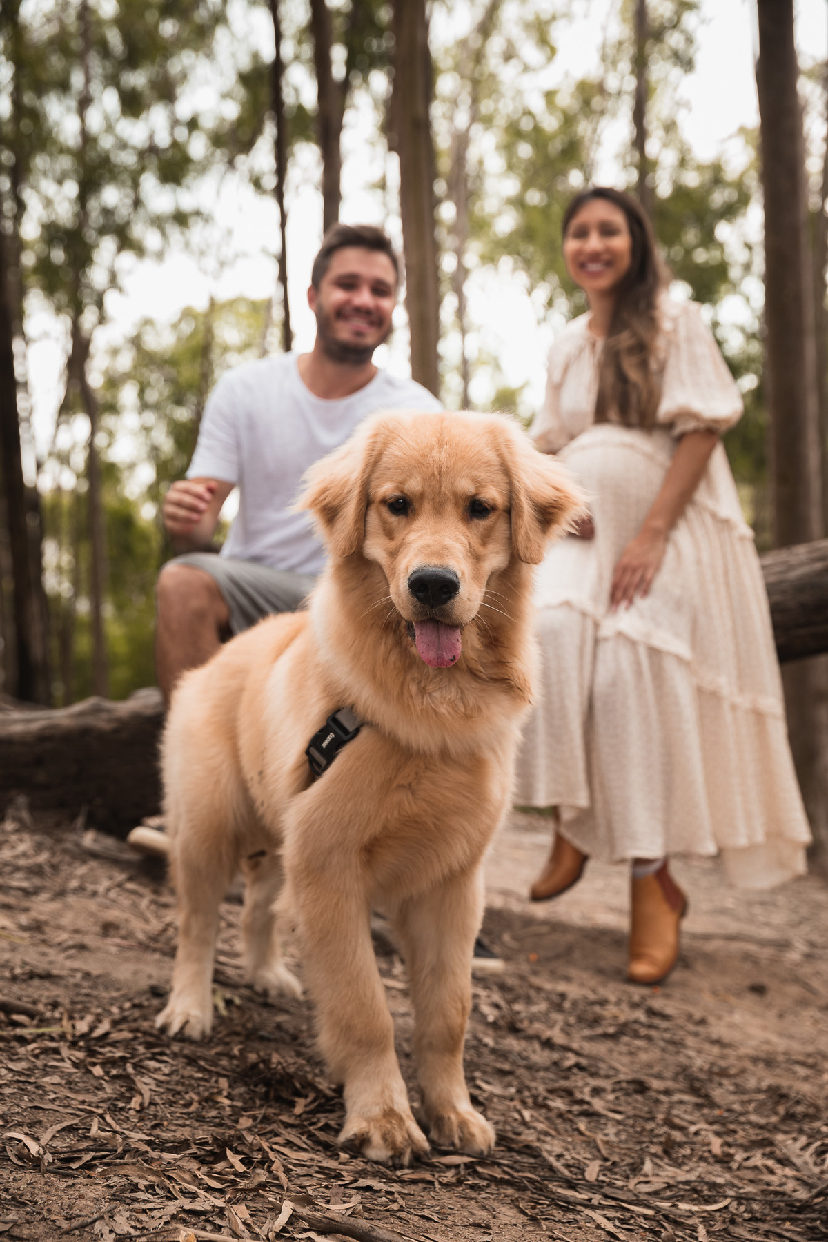 ensaio de gestante no parque da cidade em niteroi fotos com pet golden retriever