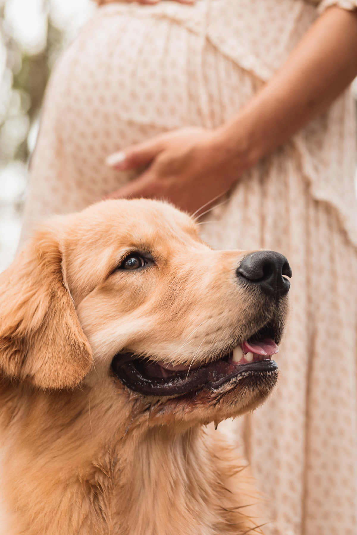 ensaio de gestante no parque da cidade em niteroi fotos com pet golden retriever