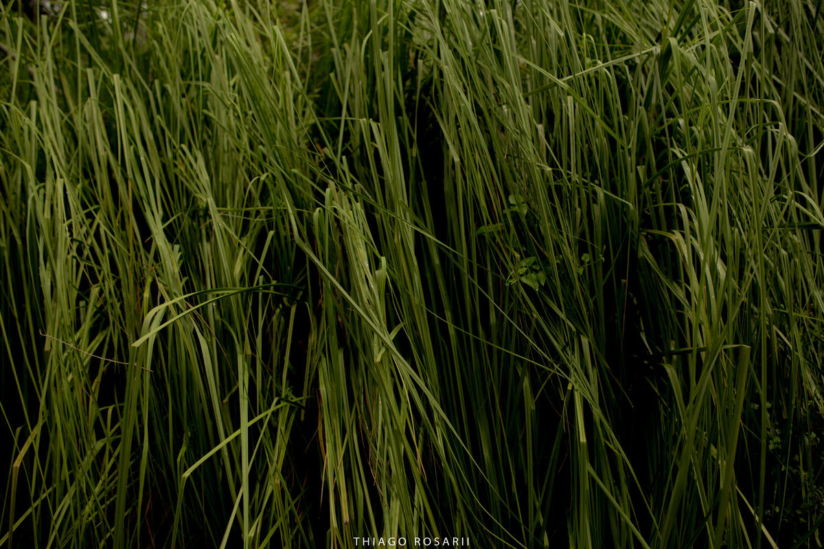 Thiago Rosarii - Angelo e Camila - Rosarii