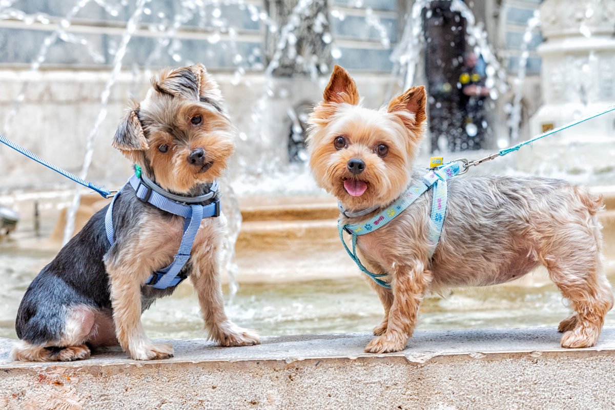 Pre boda con mascotas
