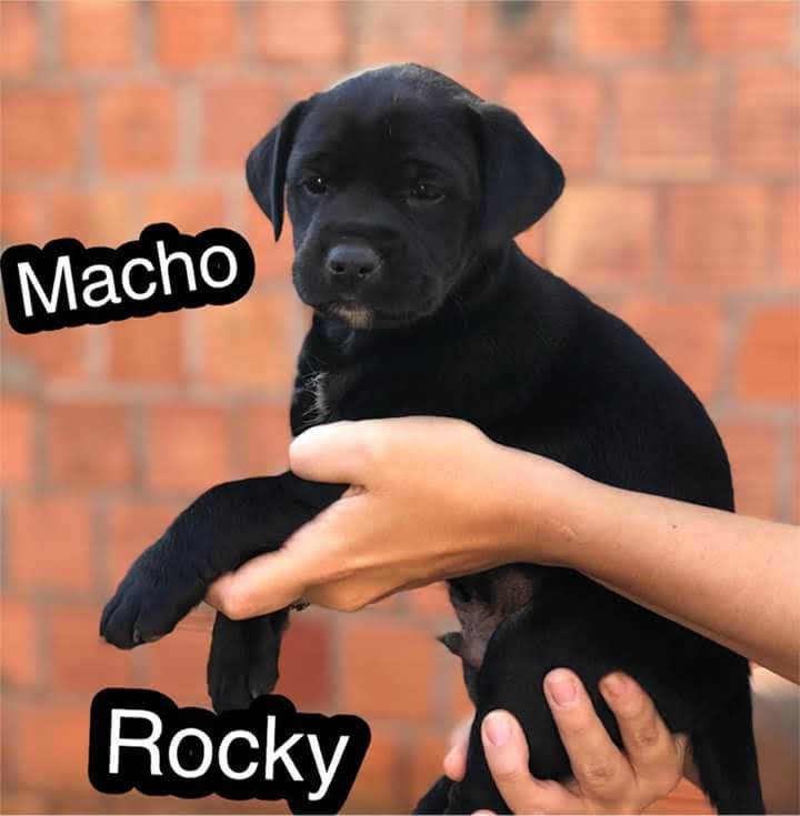 Cachorro filhote preto