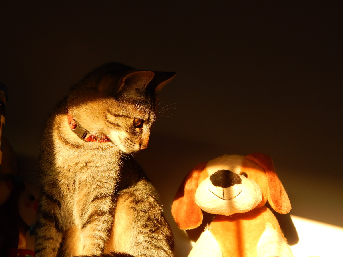 ensaio pet de gata cinza feito em casa