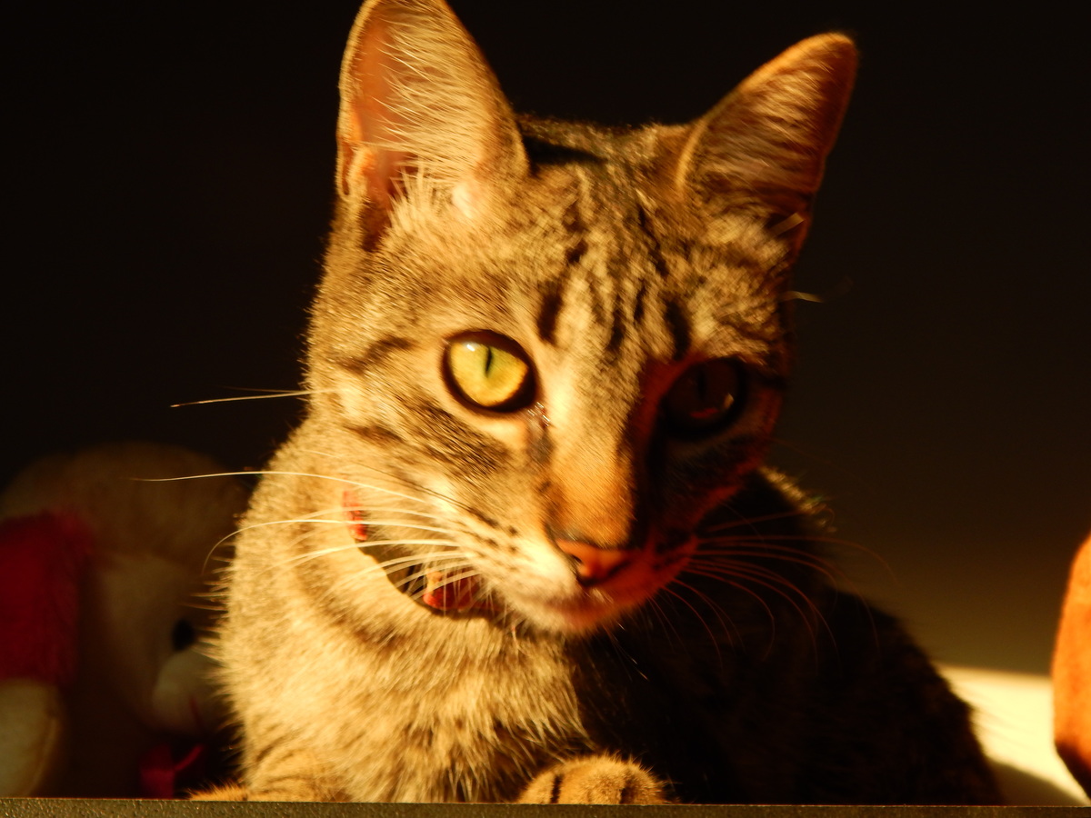 fotografia de gata cinza rajada