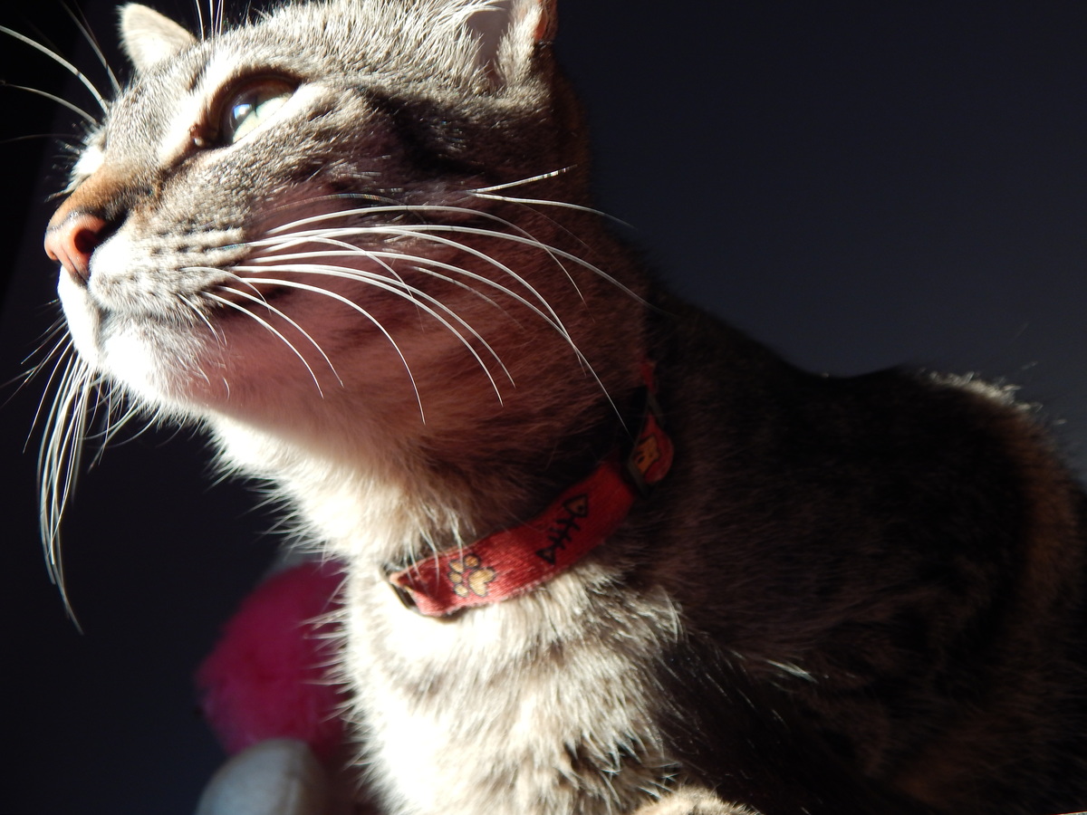 gata cinza rajada focinho