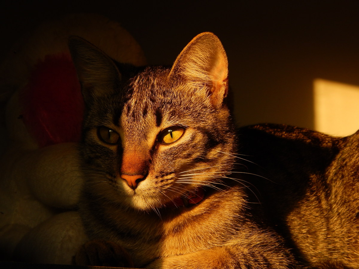 Fotografia pet felino iluminado pelo sol