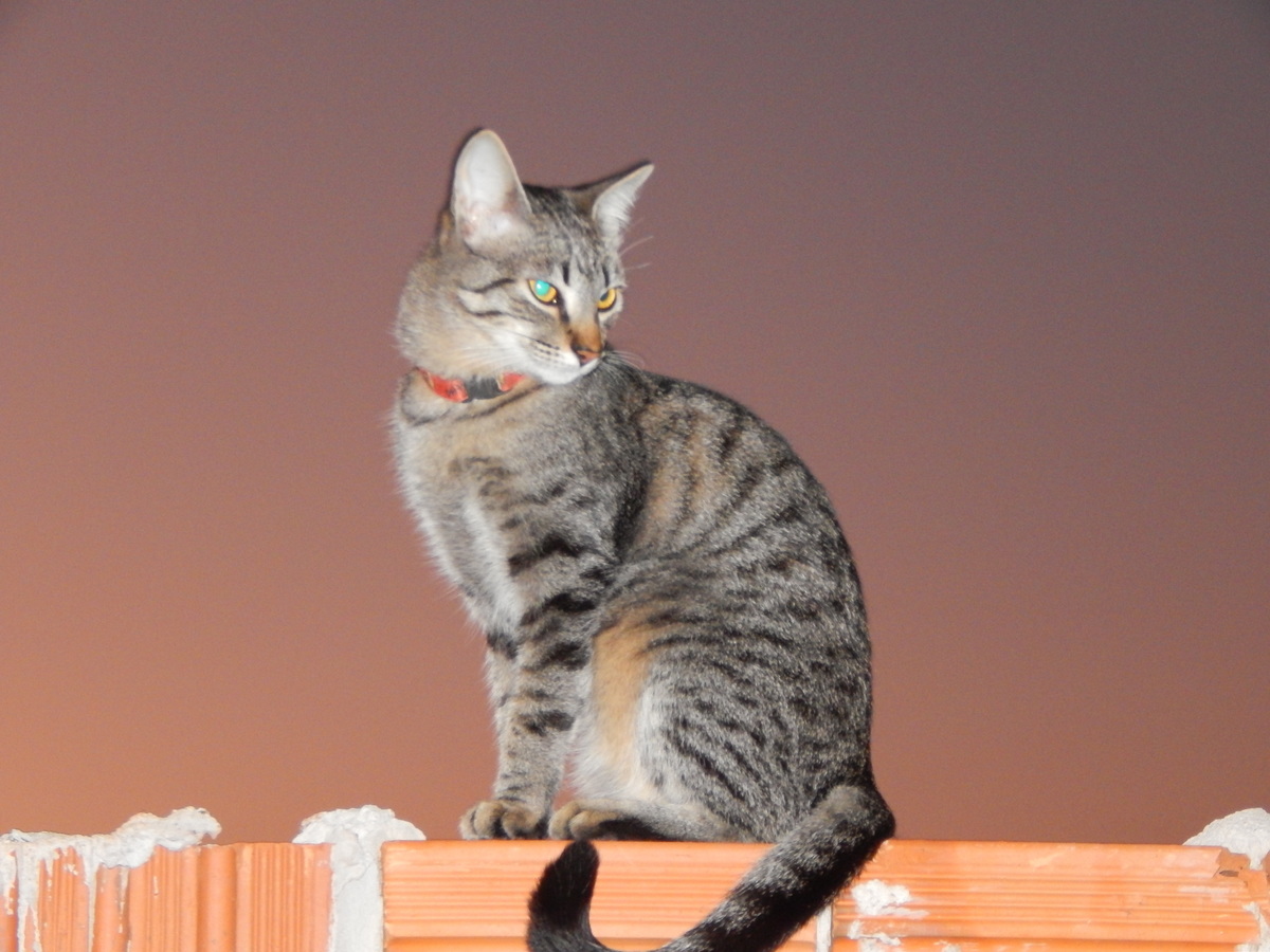 Gato cinza rajado em cima do muro