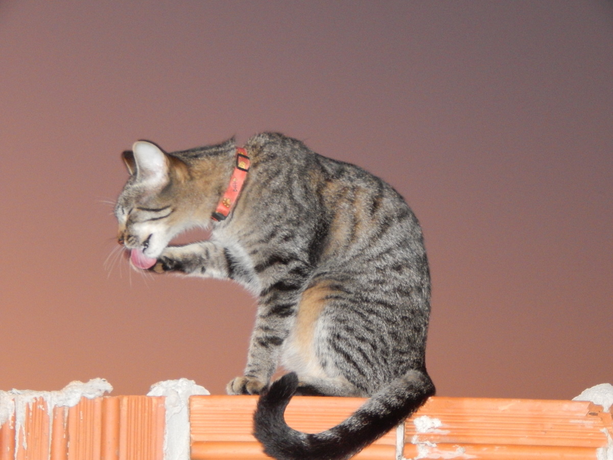 gato cinza rajado lambendo a pata