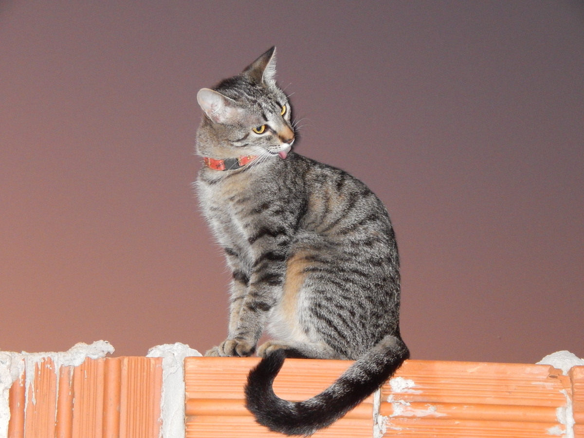 gato cinza tomando banho em cima do muro