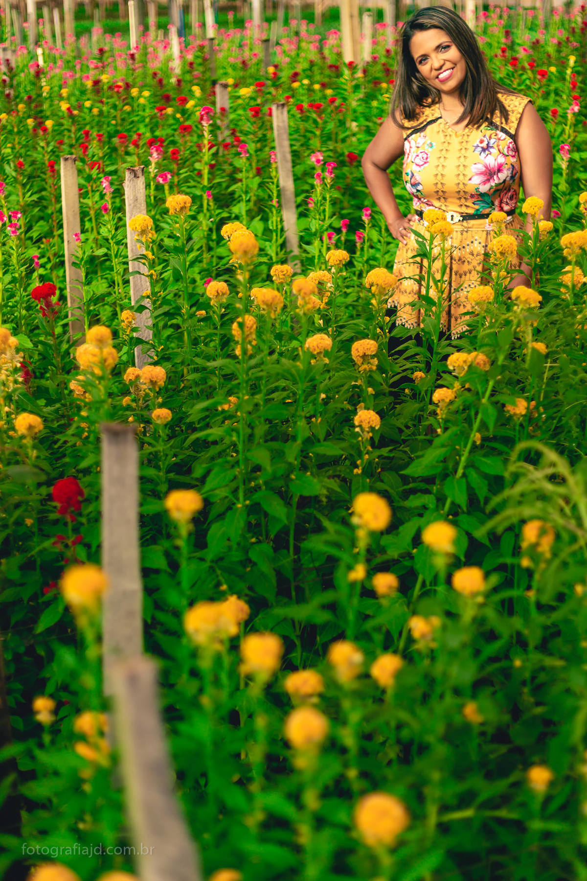 Ensaio fotográfico família em Holambra. JD Fotografia - Casais, grávidas, gestantes, família, fotos, fotografia, gravidez- Santo André, ABC, SP, Grande ABC, São Bernardo, São Caetano.  Whatsapp: (11) 95047-7618