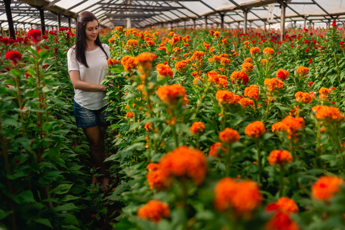 Ensaio fotográfico feminino e família em Holambra. JD Fotografia - Casais, grávidas, gestantes, família, fotos, fotografia, gravidez- Santo André, ABC, SP, Grande ABC, São Bernardo, São Caetano.  Whatsapp: (11) 95047-7618