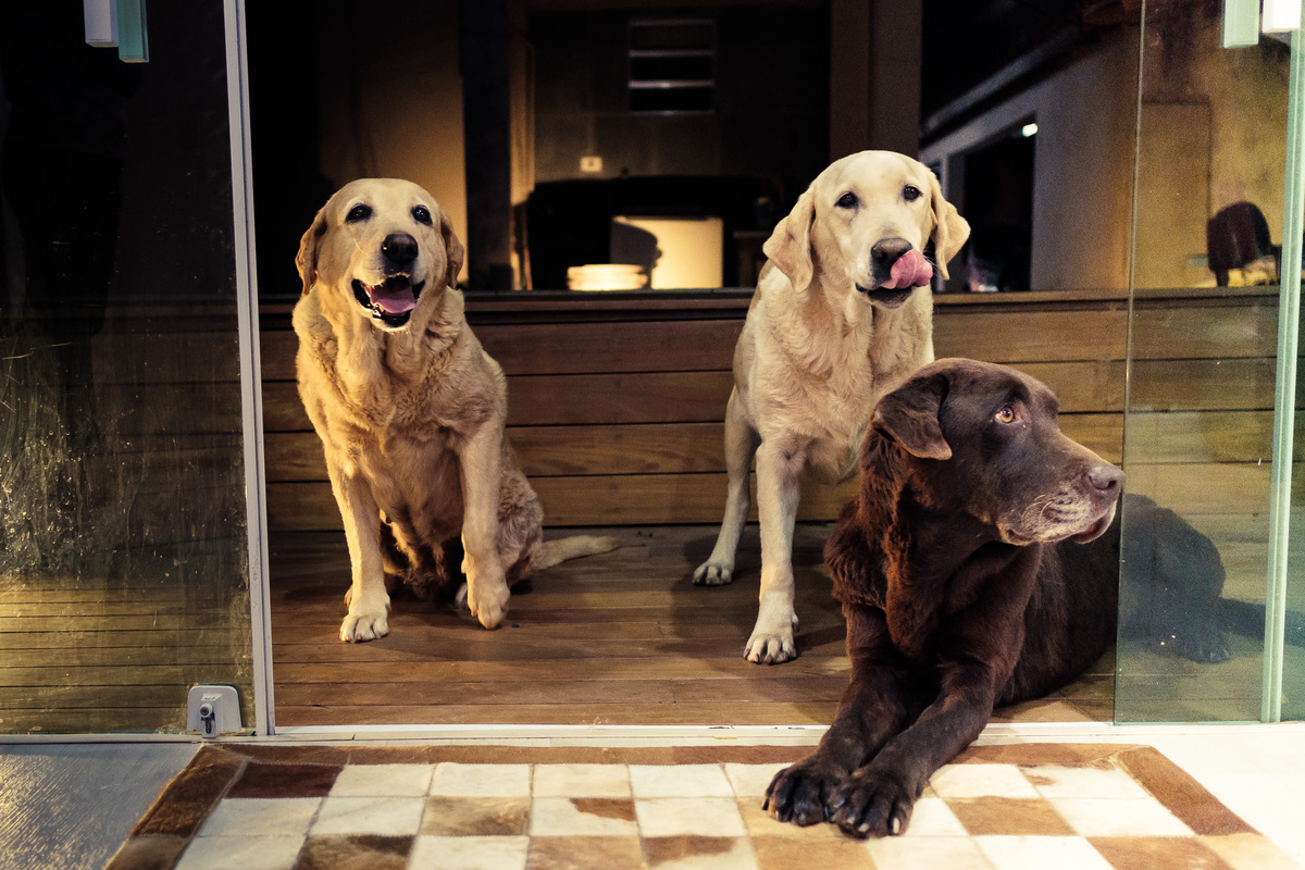 Fotografia Documental de Família com o Pai, Mãe e Filha. Cães, cachorros, labrador