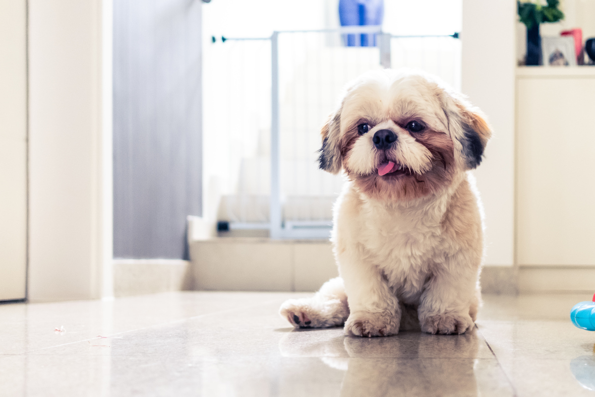 Fotografia Documental de Família em Cotia, Granja Viana, São Paulo, família Galli com filho, bebê, criança de um ano de idade. Momentos em família no café da manhã e brincando com as crianças com água. Bateria completa com os filhos.