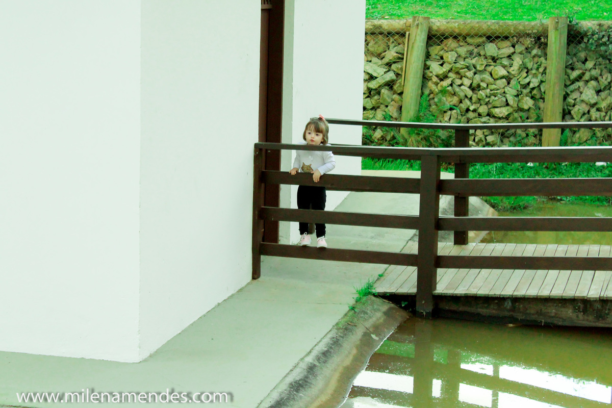 Book infantil Curitiba Milena Mendes