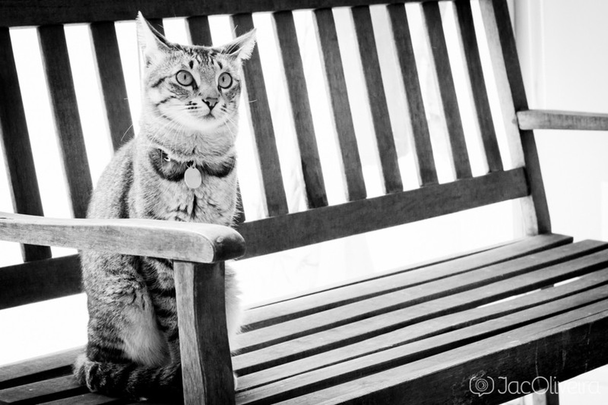 gato sentado no banco