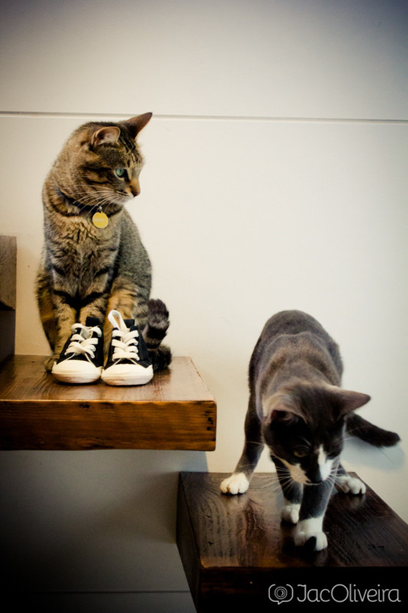 os gatos e o tênis do bebê