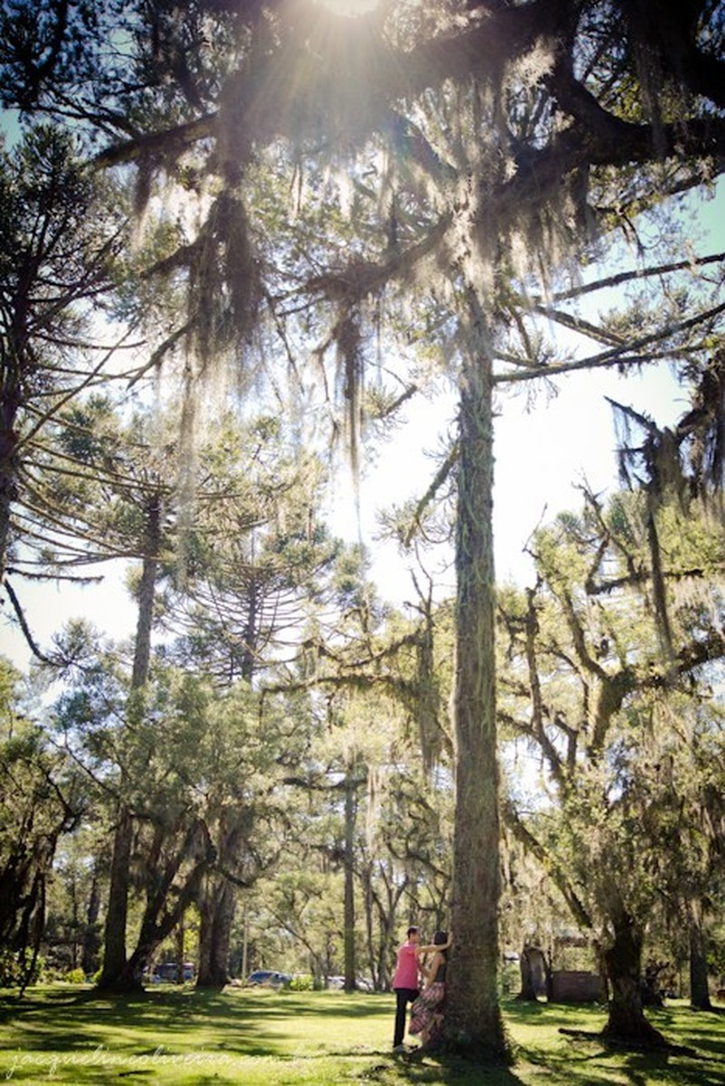 casal embaixo dos pinheiros na serra