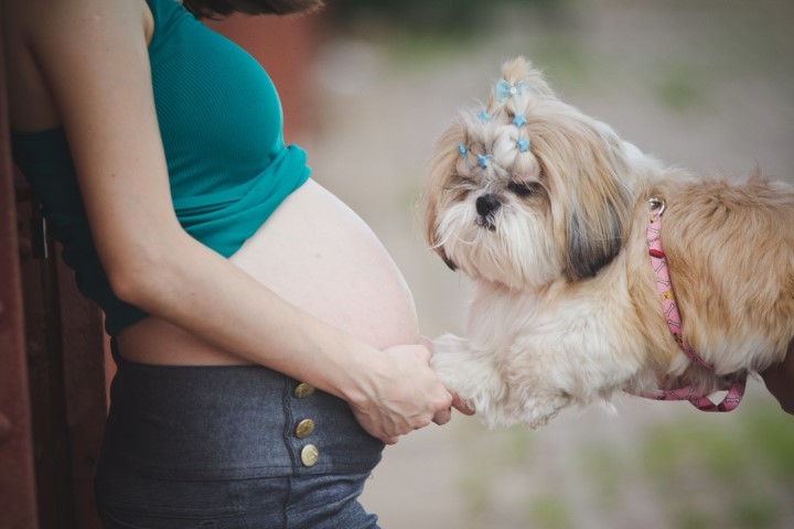 ensaio gestante com cachorra
