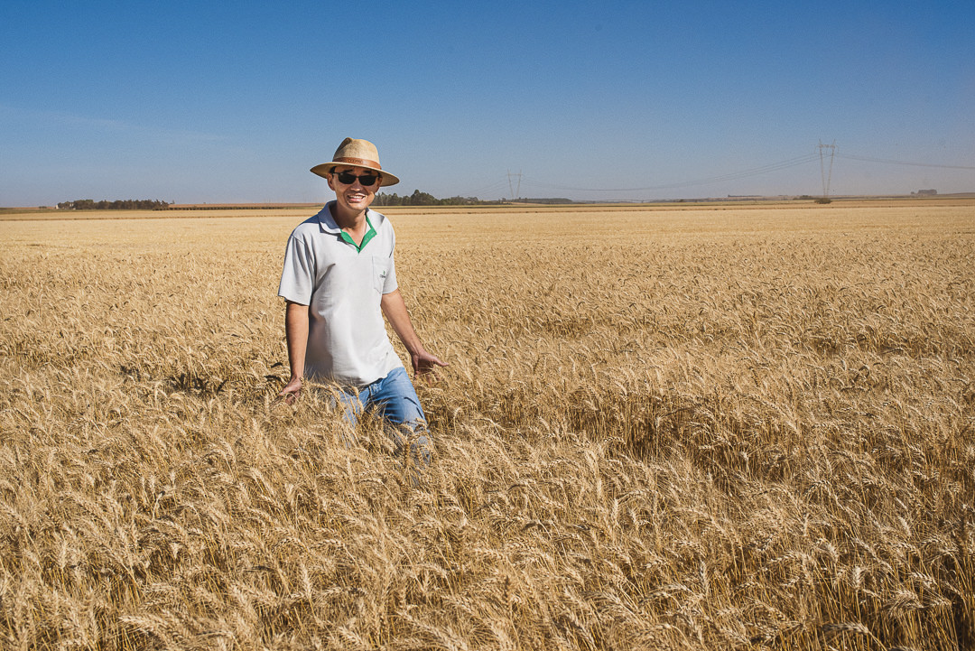 plantação de trigo na região de são gotardo foto agrícola são gotardo agricultura são gotardo capital da cenoura cerrado mineiro