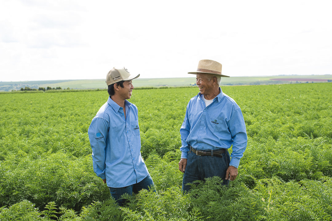 plantação de cenoura em são gotardo capital nacional da cenoura hortaliça foto agricola fotografia agrícola em são gotardo fotografia fazenda