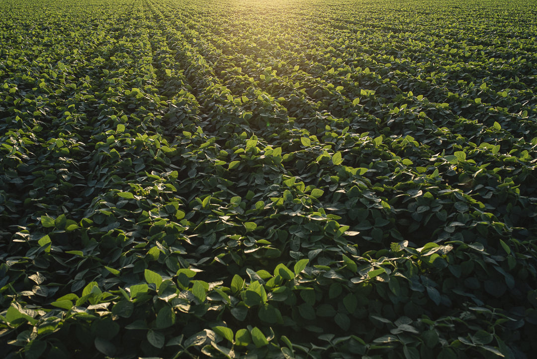 plantação de cenoura em são gotardo capital nacional da cenoura hortaliça foto agricola fotografia agrícola em são gotardo fotografia fazenda