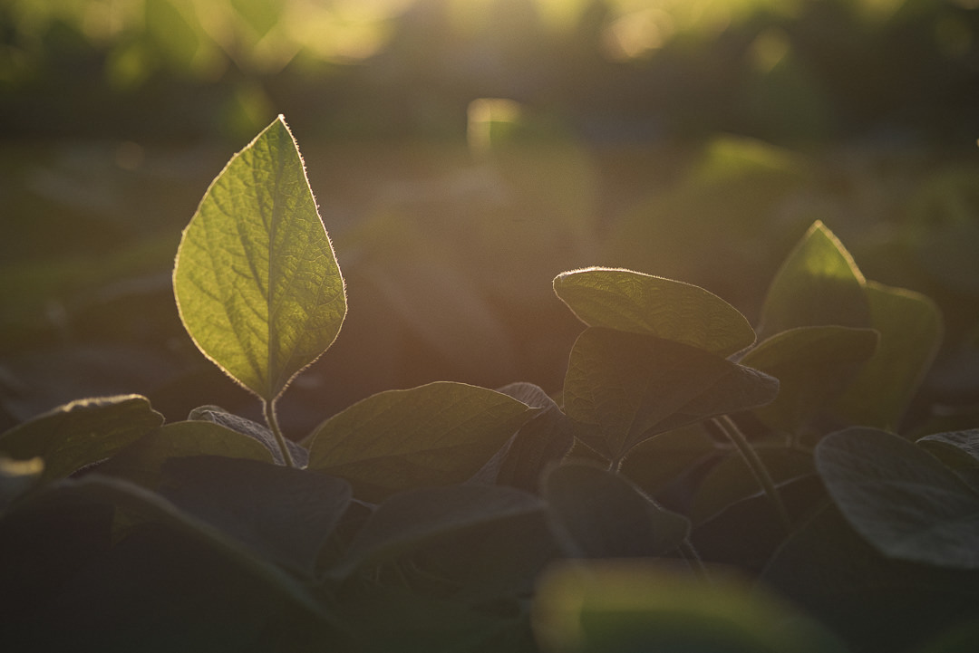 plantação de cenoura em são gotardo capital nacional da cenoura hortaliça foto agricola fotografia agrícola em são gotardo fotografia fazenda