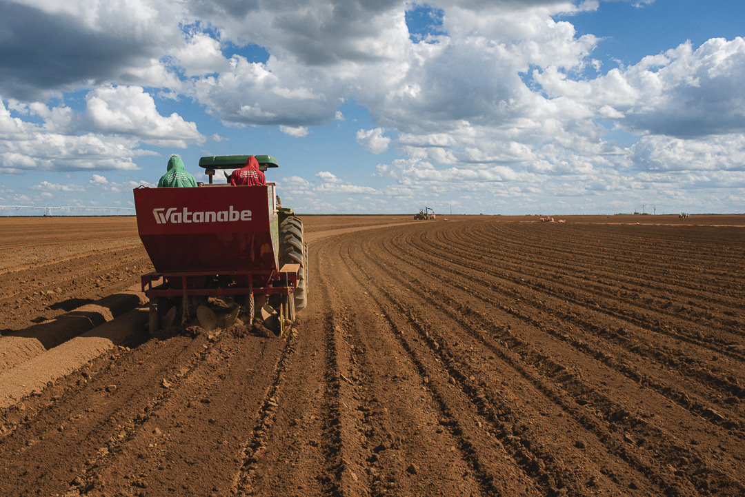 plantação de cenoura em são gotardo capital nacional da cenoura hortaliça foto agricola fotografia agrícola em são gotardo fotografia fazenda batata no cerrado mineiro plantio de batata mecanizada