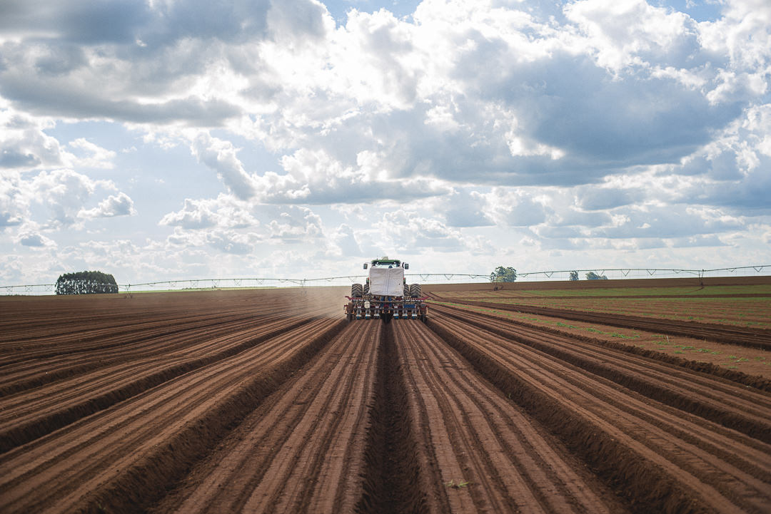 plantação de cenoura em são gotardo capital nacional da cenoura hortaliça foto agricola fotografia agrícola em são gotardo fotografia fazenda
