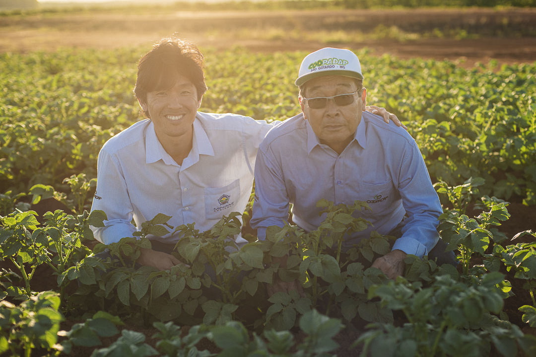 plantação de cenoura em são gotardo capital nacional da cenoura hortaliça foto agricola fotografia agrícola em são gotardo fotografia fazenda