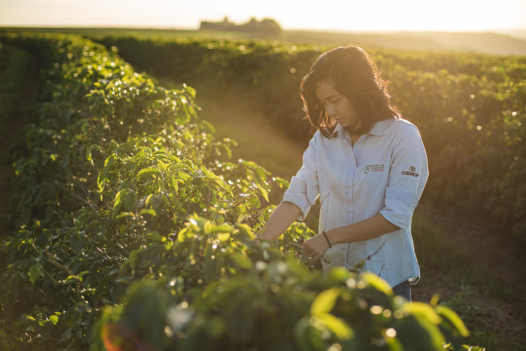 plantação de cenoura em são gotardo capital nacional da cenoura hortaliça foto agricola fotografia agrícola em são gotardo fotografia fazenda foto cafezal cafés especiais em são gotardo café gourmet café arábica café premiado do cerrado cerrado mineiro