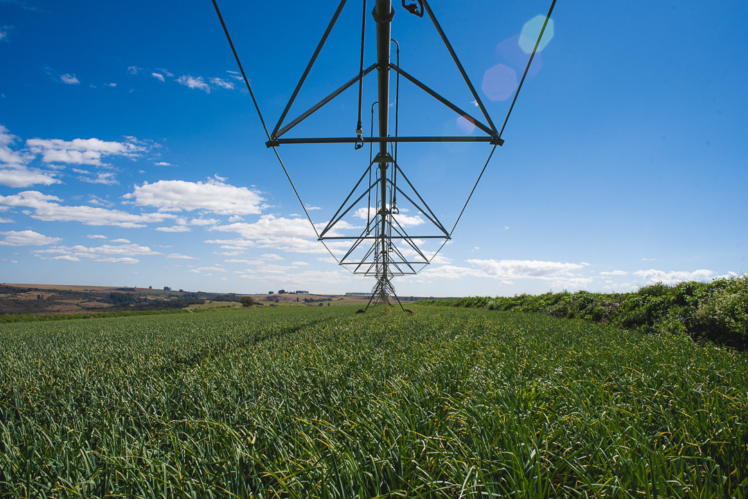 plantação de cenoura em são gotardo capital nacional da cenoura hortaliça foto agricola fotografia agrícola em são gotardo fotografia fazenda pivot central em são gotardo cerrado mineiro agricultura no cerrado irrigação por pivot central no alho 