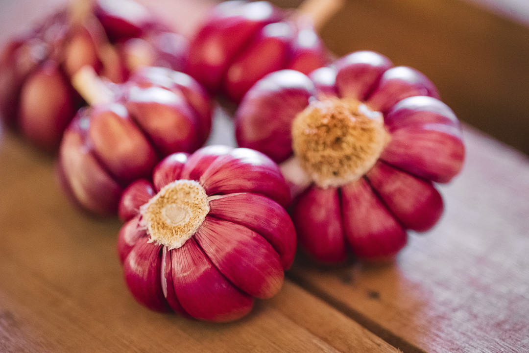 plantação de cenoura em são gotardo capital nacional da cenoura hortaliça foto agricola fotografia agrícola em são gotardo fotografia fazenda