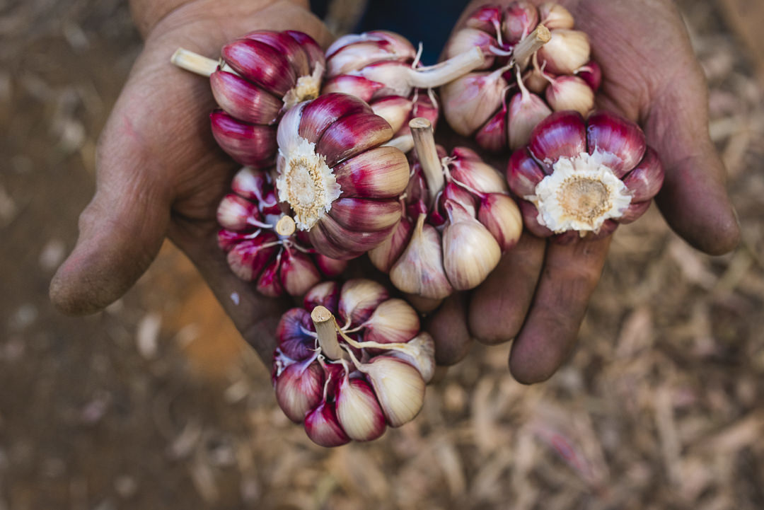plantação de cenoura em são gotardo capital nacional da cenoura hortaliça foto agricola fotografia agrícola em são gotardo fotografia fazenda