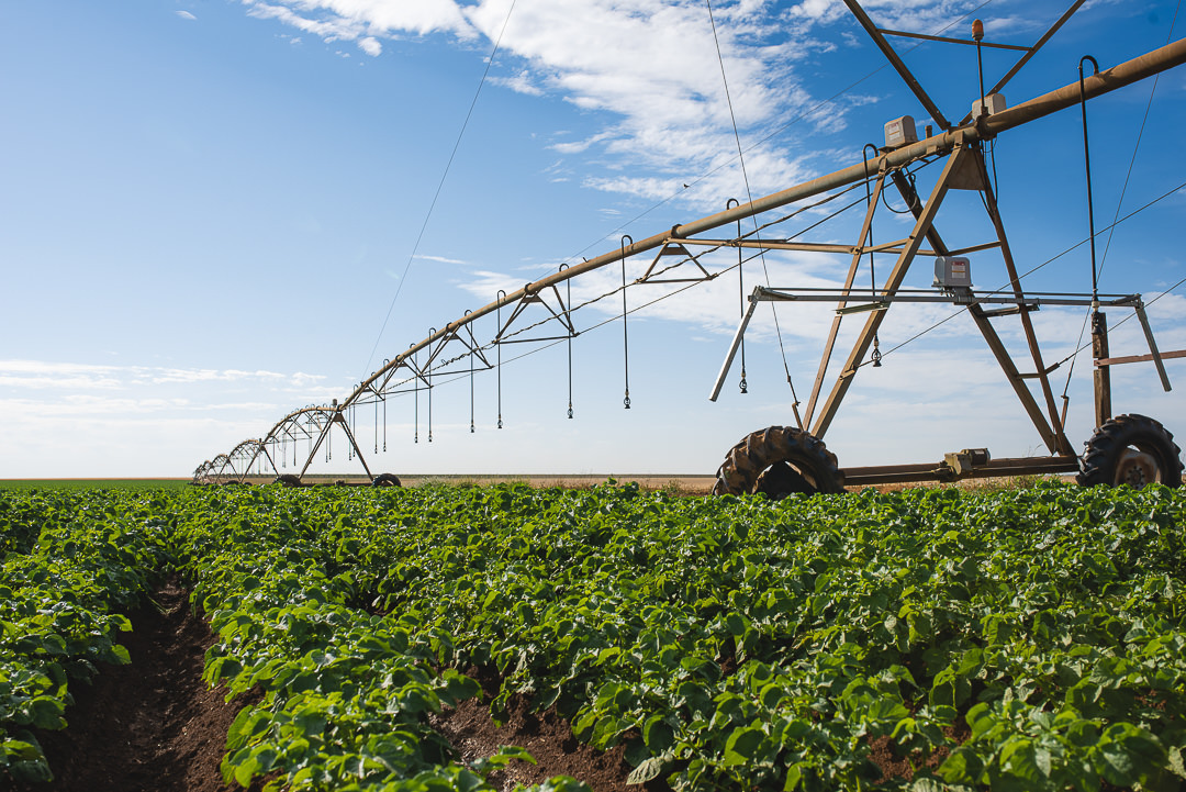 plantação de cenoura em são gotardo capital nacional da cenoura hortaliça foto agricola fotografia agrícola em são gotardo fotografia fazenda batata irrigada em são gotardo pivot central em são gotardo