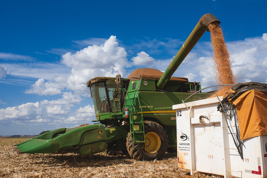 plantação de cenoura em são gotardo capital nacional da cenoura hortaliça foto agricola fotografia agrícola em são gotardo fotografia fazenda colhedeira john deere são gotardo colhendo milho milho seco milho cereal 