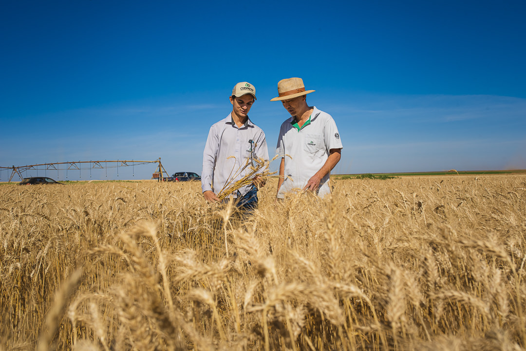 plantação de cenoura em são gotardo capital nacional da cenoura hortaliça foto agricola fotografia agrícola em são gotardo fotografia fazenda coopadap cereais trigo assistencia tecnica